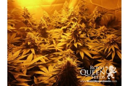 O.G. Kush by Royal Queen Seeds, 3 semi - immagine 2
