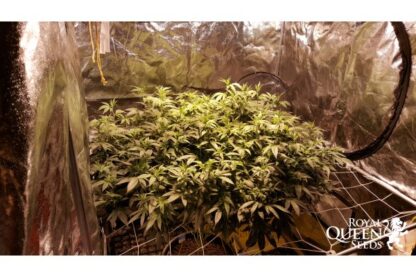 O.G. Kush by Royal Queen Seeds, 3 semi - immagine 3