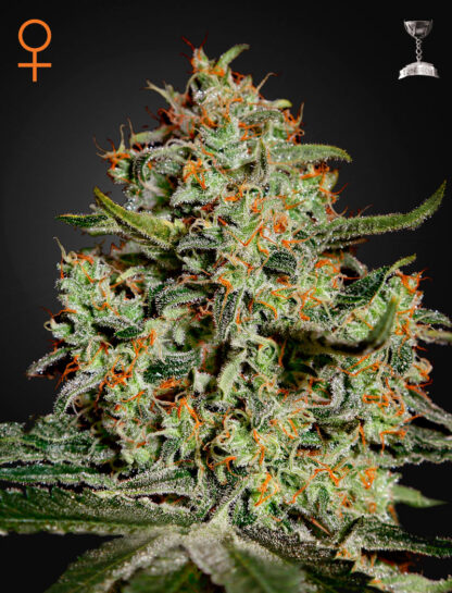 Big Bang by Green House seeds Co., 5 semi