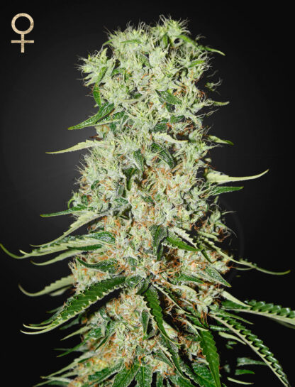 Damnesia by Strain Hunters, 5 semi