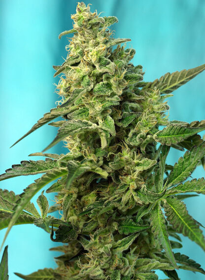 Green Poison F1 Fast Version® by Sweet Seeds, 3 semi +1 - immagine 2
