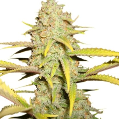 O.G. Kush by Royal Queen Seeds, 3 semi
