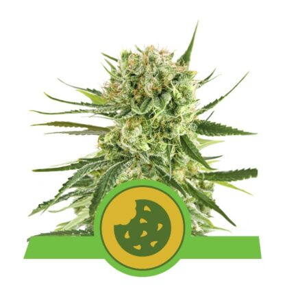 Royal Cookies Automatic by Royal Queen seeds, 3 semi