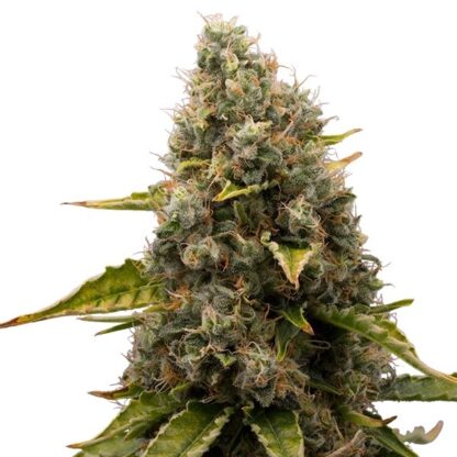 White Widow by Royal Queen Seeds, 5 semi - immagine 3