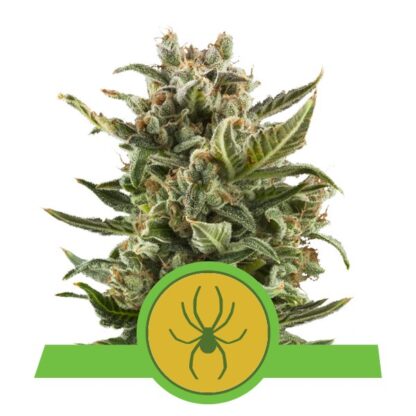 White Widow Auto by Royal Queen seeds, 5 semi