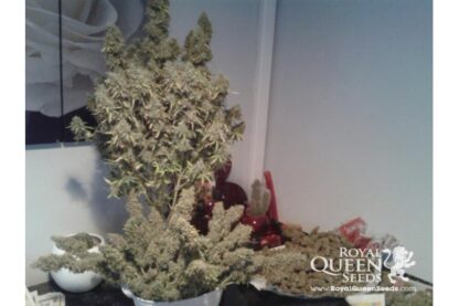 semi Amnesia Haze Automatic by Royal Queen Seeds - immagine 3