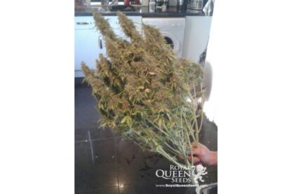 semi Amnesia Haze Automatic by Royal Queen Seeds - immagine 4