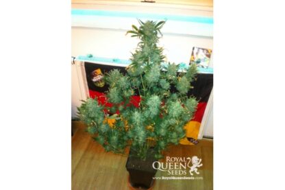 semi Amnesia Haze Automatic by Royal Queen Seeds - immagine 8