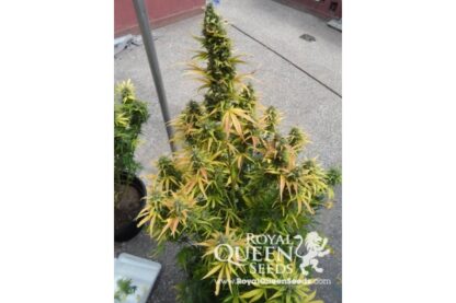 semi Amnesia Haze Automatic by Royal Queen Seeds - immagine 5