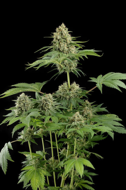 semi Moby Dick by Dinafem