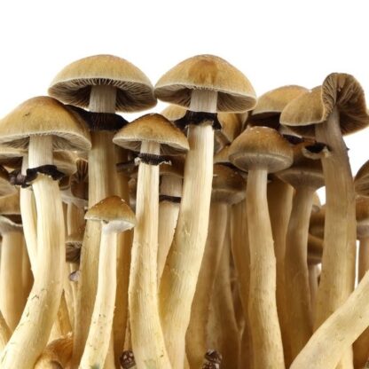Impronta di spore Psilocybe Cubensis Mexican Gold - immagine 2