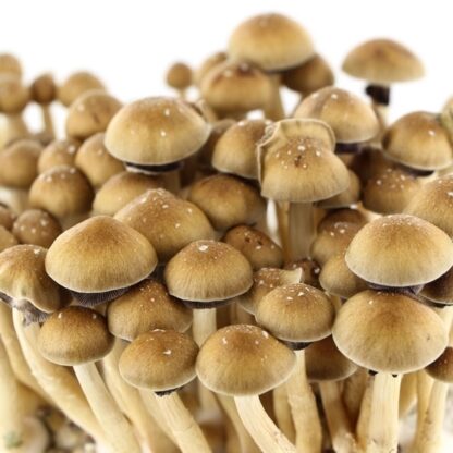 Impronta di spore Psilocybe Cubensis Mexican Gold - immagine 4