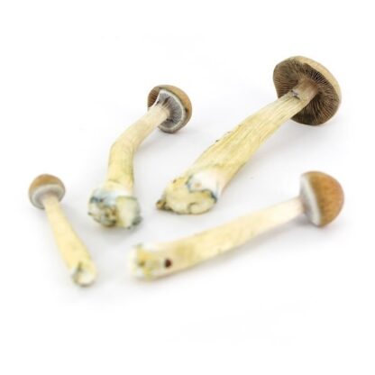 Impronta di spore Psilocybe Cubensis Mexican Gold - immagine 3
