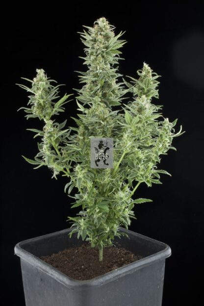 semi Royal Dwarf, Royal Queen Seeds - immagine 5