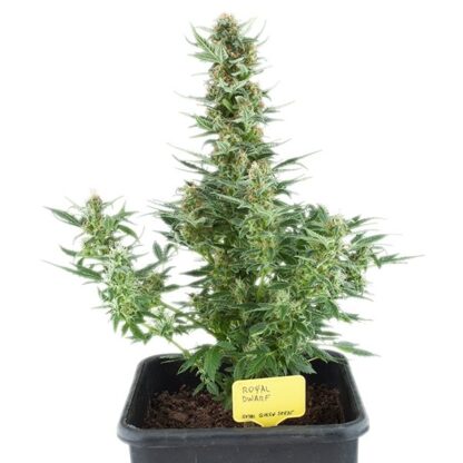 semi Royal Dwarf, Royal Queen Seeds - immagine 3