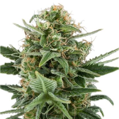 semi Royal Dwarf, Royal Queen Seeds - immagine 4
