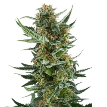 semi Royal Dwarf, Royal Queen Seeds - immagine 2
