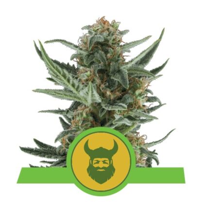 semi Royal Dwarf, Royal Queen Seeds