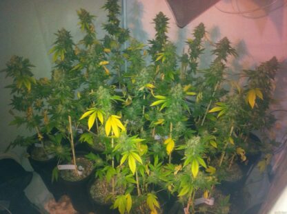 semi Moby Dick by Green House Seeds - immagine 4