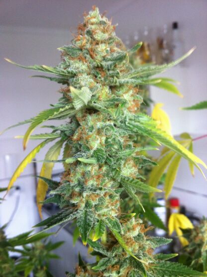 semi Moby Dick by Green House Seeds - immagine 3
