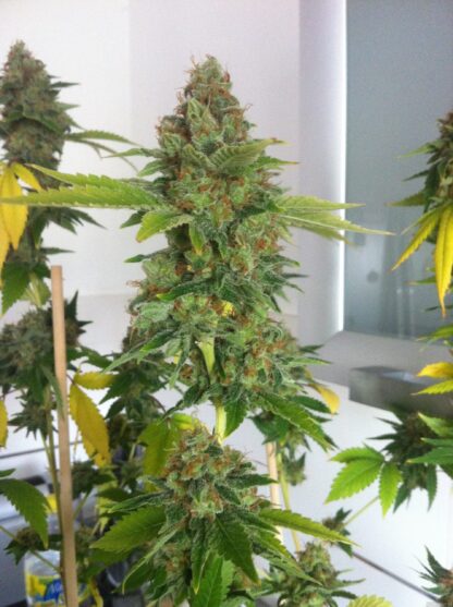 semi Moby Dick by Green House Seeds - immagine 2