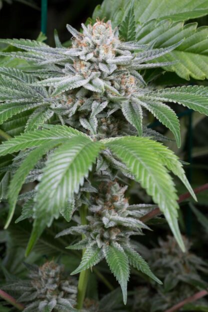 Gorilla by DINAFEM, 3 semi