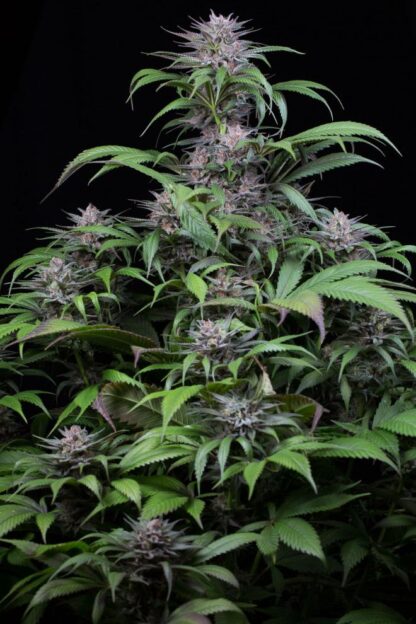Quick Kush by DINAFEM, 3 semi