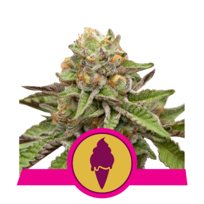 semi Green Gelato by Royal Queen Seeds