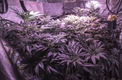 Semi di Jack Herer® by Sensi Seeds - immagine 5