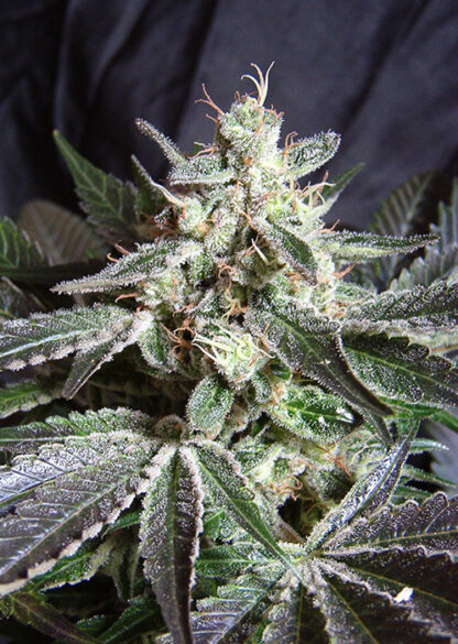 Black Jack® by Sweet Seeds 3 +1 semi