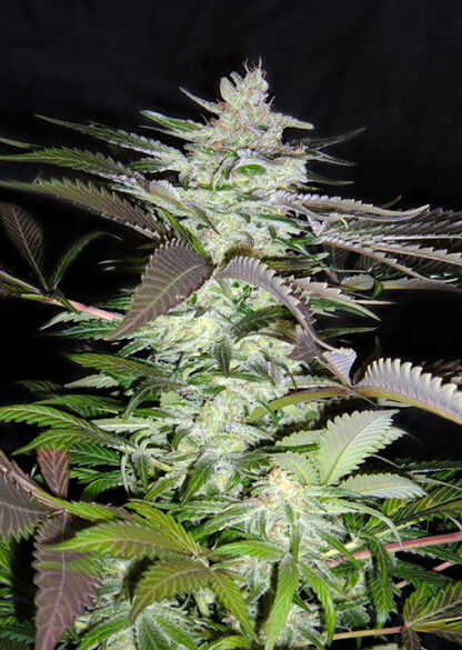 Black Jack® by Sweet Seeds 3 +1 semi - immagine 2