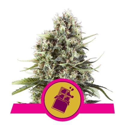 Chocolate Haze by Royal Queen Seeds, 5 semi