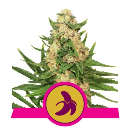 Fat Banana by Royal Queen Seeds, 5 semi