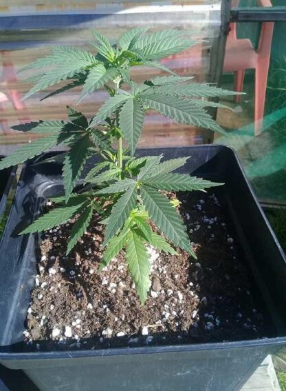 Marmalate® by Delicious Seeds, 3 semi - immagine 2