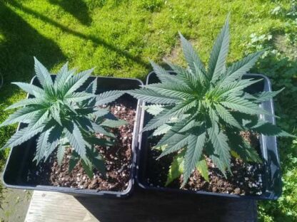 Marmalate® by Delicious Seeds, 3 semi - immagine 3