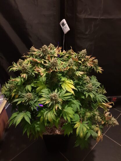 White Widow by Green House Seed Co., 3 semi - immagine 2