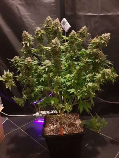 White Widow by Green House Seed Co., 3 semi - immagine 3