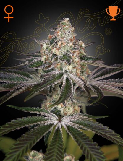 White Widow by Green House Seed Co., 3 semi