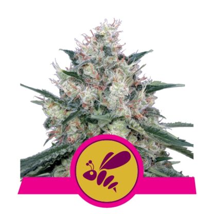 Honey Cream (Fast Flowering) by RQS, 3 semi