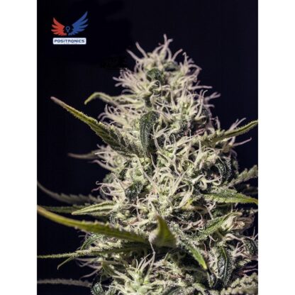 One Love Haze by Positronics , 1 seme