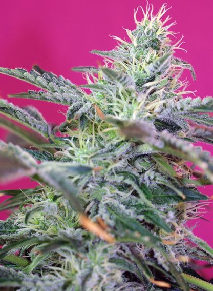 Sweet Cheese® auto by Sweet Seeds, 3 semi + 1 SEME OMAGGIO