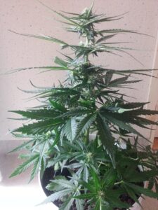 Pineapple Express