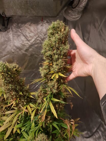 HulkBerry by Royal Queen Seeds, 3 semi - immagine 3