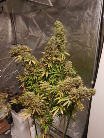 HulkBerry by Royal Queen Seeds, 3 semi - immagine 2