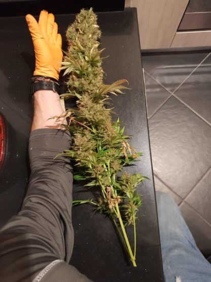 HulkBerry by Royal Queen Seeds, 3 semi - immagine 4