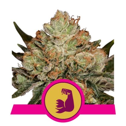 HulkBerry by Royal Queen Seeds, 3 semi