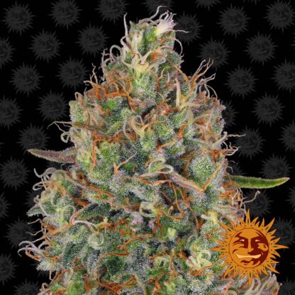Sweet Tooth auto by Barney's Farm, 5 semi