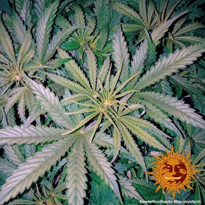 Sweet Tooth auto by Barney's Farm, 5 semi - immagine 3