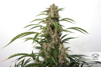 Auto Orange Bud®, Dutch Passion (3 semi) - immagine 4