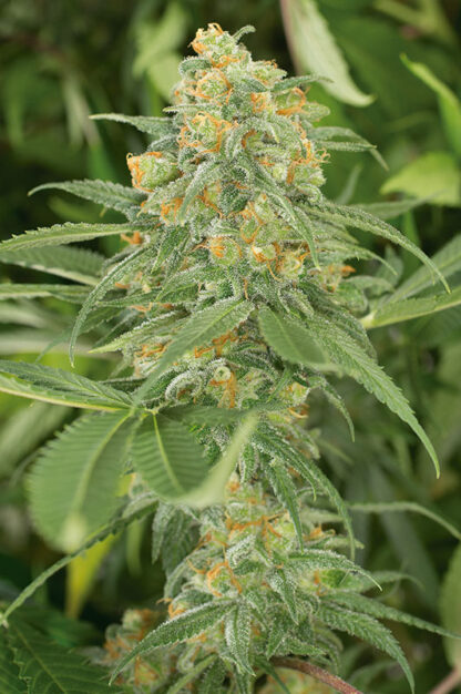 Green Crack by Humboldt Seed, 3 semi